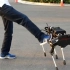 4只黑科技机器狗，中国造不输波士顿动力狗