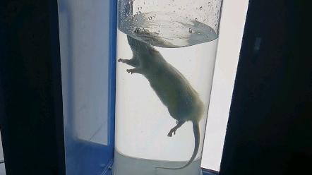大鼠强迫游泳实验（forced swimming test）用于动物的抑郁样行为检测。