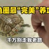 让大伙见识下全网龟圈最“完美”养功！聊聊自己刚养龟时干的那些蠢事儿