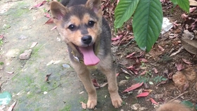 西藏怎么那么多流浪狗 4735812cd1eddfd8c5434832a0ad95aa2f8a3e90.jpg@280w_158h_1c_100q.jpg