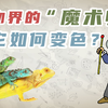 4分钟告诉你变色龙为什么会变色