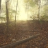 自然治愈 / 漫步在迷雾清晨的小树林里~聆听自然之声