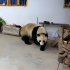 四川人到底有没有养过熊猫，视频为证