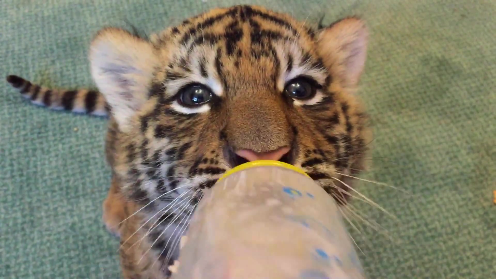 小老虎喝奶喝得真香啊,噗滋噗滋的超可爱