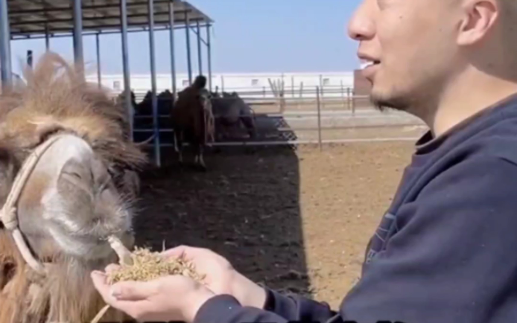 辛吉飞—带你们揭晓骆驼奶粉的秘密