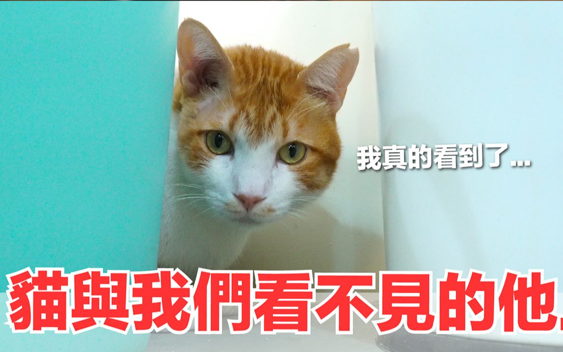 猫咪看到不存在的他真是太可怕了好味猫日常ep54