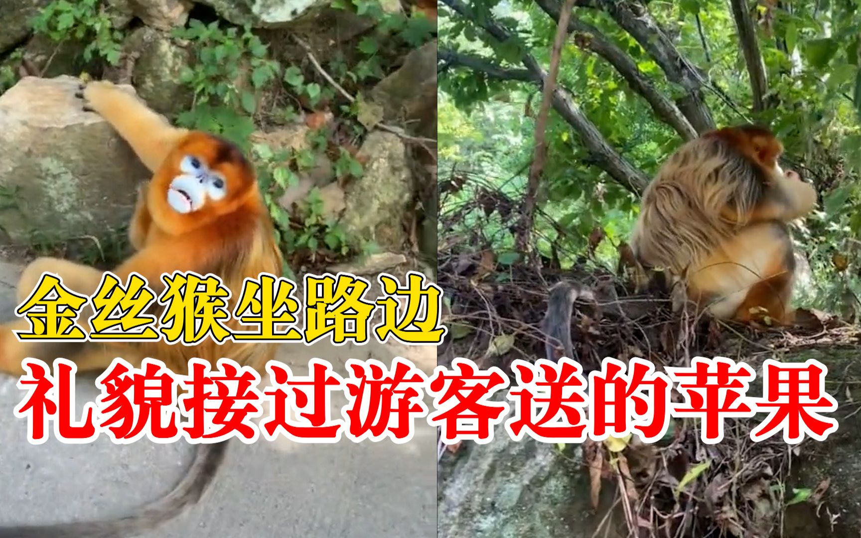 金丝猴坐路边礼貌接过游客苹果，游客：它宁愿吃树叶也不会伸手抢