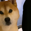 小铁说爱妈妈哄我开心