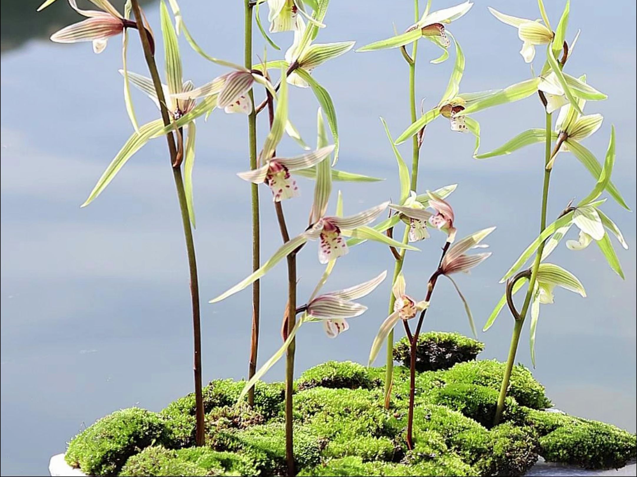 「 我在桐庐种兰花 」兰花流水晴川~