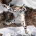 雪豹的史诗级坠崖捕猎，不管看多少遍都震撼人心！