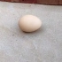 一个鸡蛋的承重能力有多大？你一定想不到？