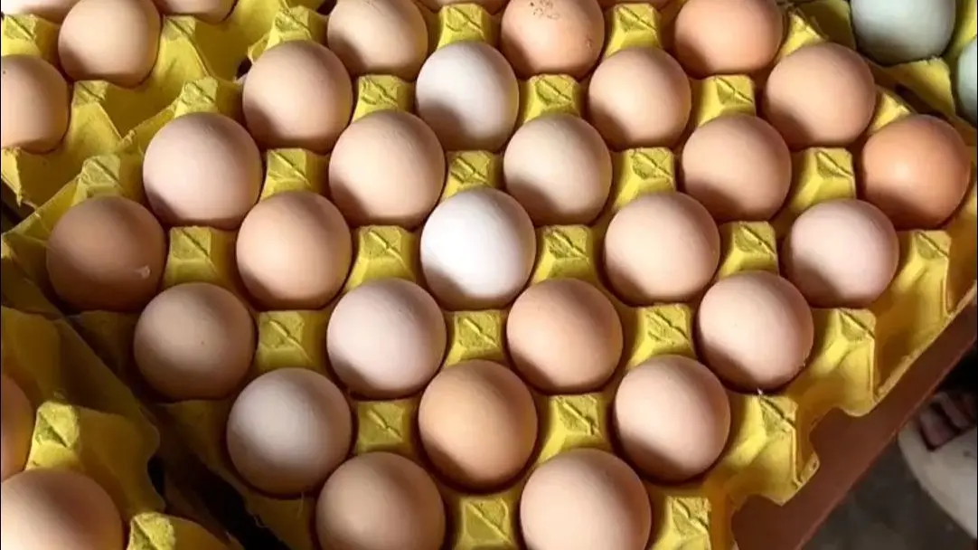 大量“激素鸡蛋”流入市场？长期吃致癌？央视记者调查来了：喂食激素无法提高产产量，网传的“激素鸡蛋”特
