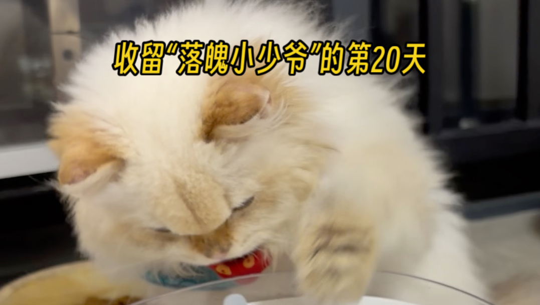 收留“落魄小少爷”的第20天