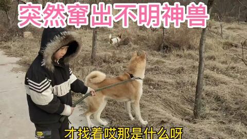 明狗短剧，探索现代犬类文化的新视角