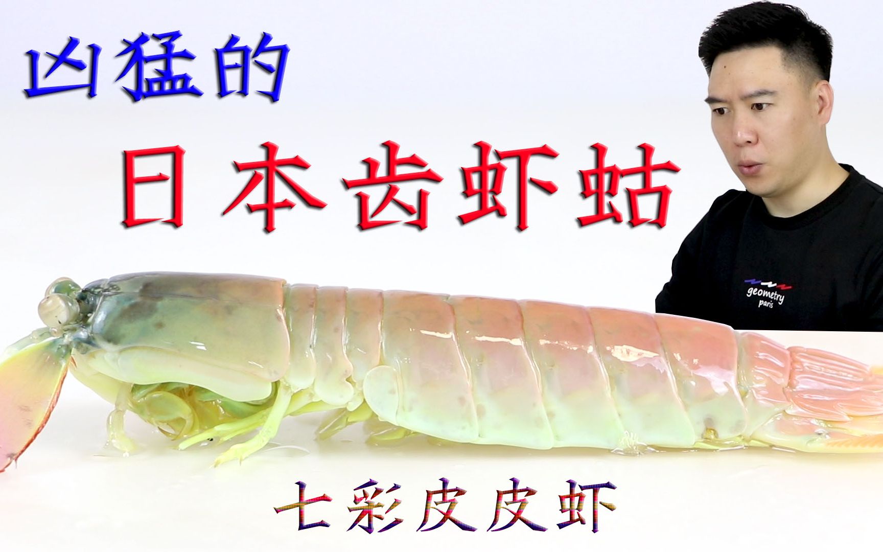 雀尾进来看看，我说的是这种螳螂虾~ - 无脊椎动物 - CMF海友论坛 - Powered by Discuz!