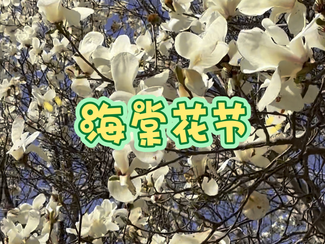 天津海棠花节。天津五大道的春天很美很美。