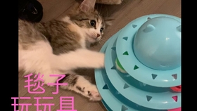480b331c2dbe3cc8cb135954abf2e1ba8b2ffef7.jpg@280w_158h_1c_100q.jpg