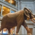 【小洛游美国】美国国家自然历史博物馆, 史密森学会规模最大的博物馆