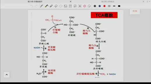 11.10生物化学（2）：柠檬酸循环