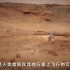 首次录到火星真实声音！毅力号登陆全过程及才智号无人机升空模拟