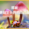 揭秘 - 蘑菇生长的拍摄过程