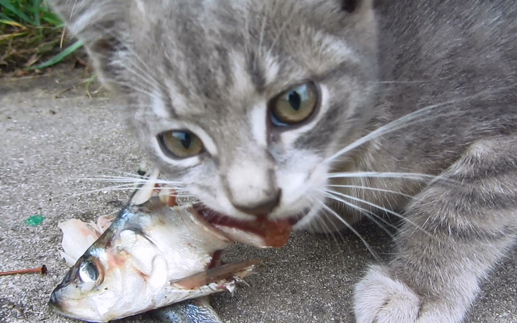 【动物吃播】猫猫吃一整条鱼_哔哩哔哩_bilibili