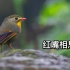 红嘴相思鸟，著名的笼养观赏鸟之一，也是中国传统的外贸出口鸟类