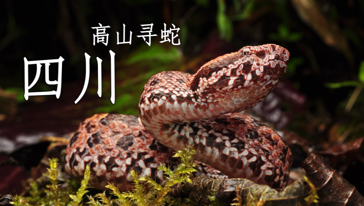 探索四川邛崃山脉 发现野生水獭 寻觅剧毒菜花蛇！