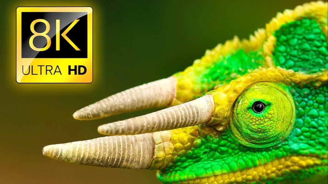 4K 超高清精彩动物系列 8K超高清 Exceptional Animals Collection in 4K 8K ULTRA HD