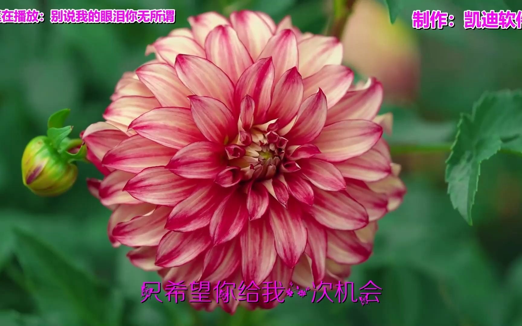 别说我的眼泪你无所谓欣赏歌曲mv如何制作软件