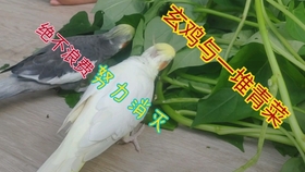 4898c45319eb353fb44426fceed9048bba4fa70f.jpg@280w_158h_1c_100q.jpg