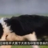 【科普视频】边境牧羊犬训练怎么才能做好？