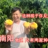 这个品种的桃子不便宜，亩产3000多斤，一年收入就是几百万