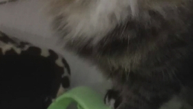 48b35d71101571055076ef07060dd27e801bf0dd.jpg@280w_158h_1c_100q.jpg