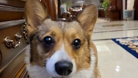 48ba33408e2929123793e6ec73aad9852b1c7a3e.jpg@280w_158h_1c_100q.jpg