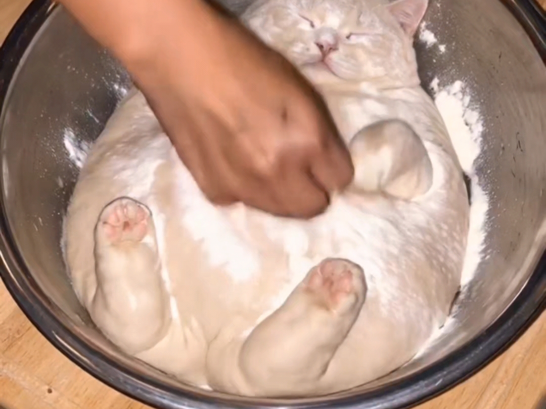 “选择你喜欢的猫咪”