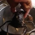 瑞士政府下令禁止活煮龙虾，因为它会痛的！