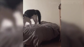 狒狒动物视频 48d96edd54d04a2ce8410dc46ad0d182f47abb49.jpg@280w_158h_1c_100q.jpg