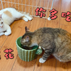 母猫怀孕了，公猫的表现好暖