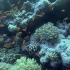 【空镜头】海洋世界海底世界鱼群珊瑚 素材分享