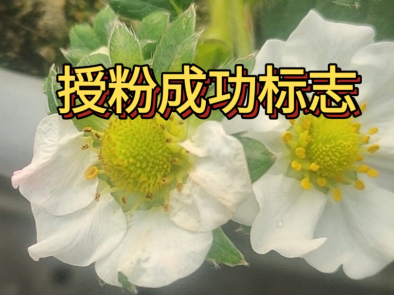 草莓如何判断是否授粉成功，成功的发绿，失败的发黑，把握不准就看草莓膨大不，不膨大的就是失败了