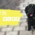 【vlog】养狗12天记录