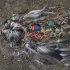 塑料对海洋的污染，对误食动物的伤害