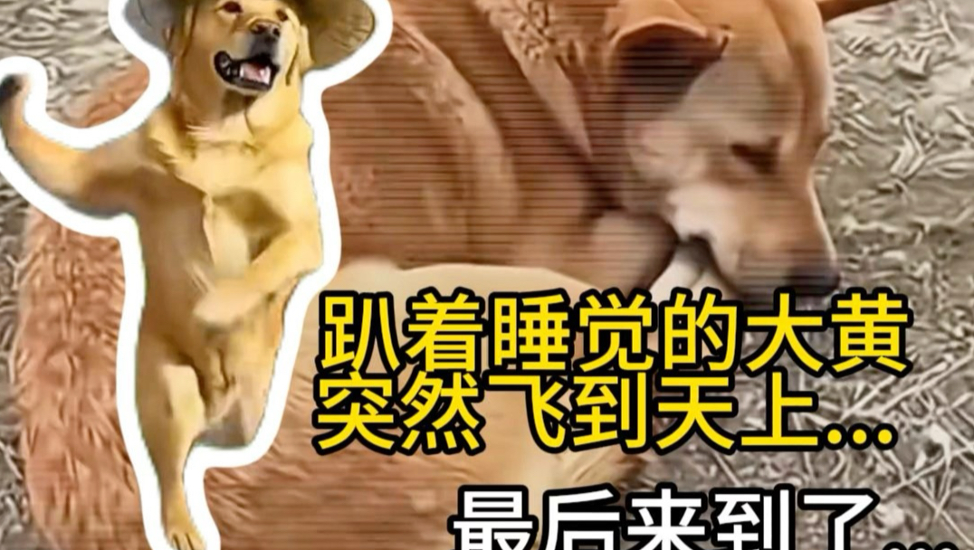 趴着睡觉的大黄，突然起飞……