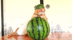 49165f41463355a49103c6194482fee9ef1c0f1b.jpg@280w_158h_1c_100q.jpg