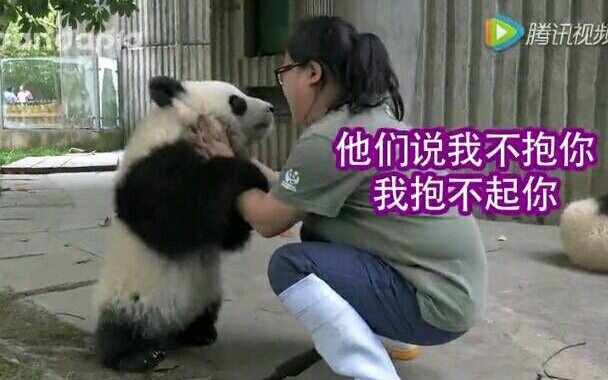【pandapia】萌兰的战五渣熊生
