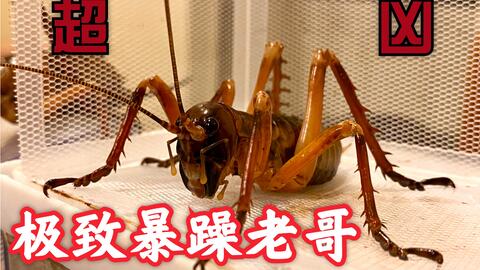 怎么抓蝈蝈不会伤到蝈蝈 492cb443d74563b35f81f73f2656b5afdd5c1310.jpg@480w_270h_1c