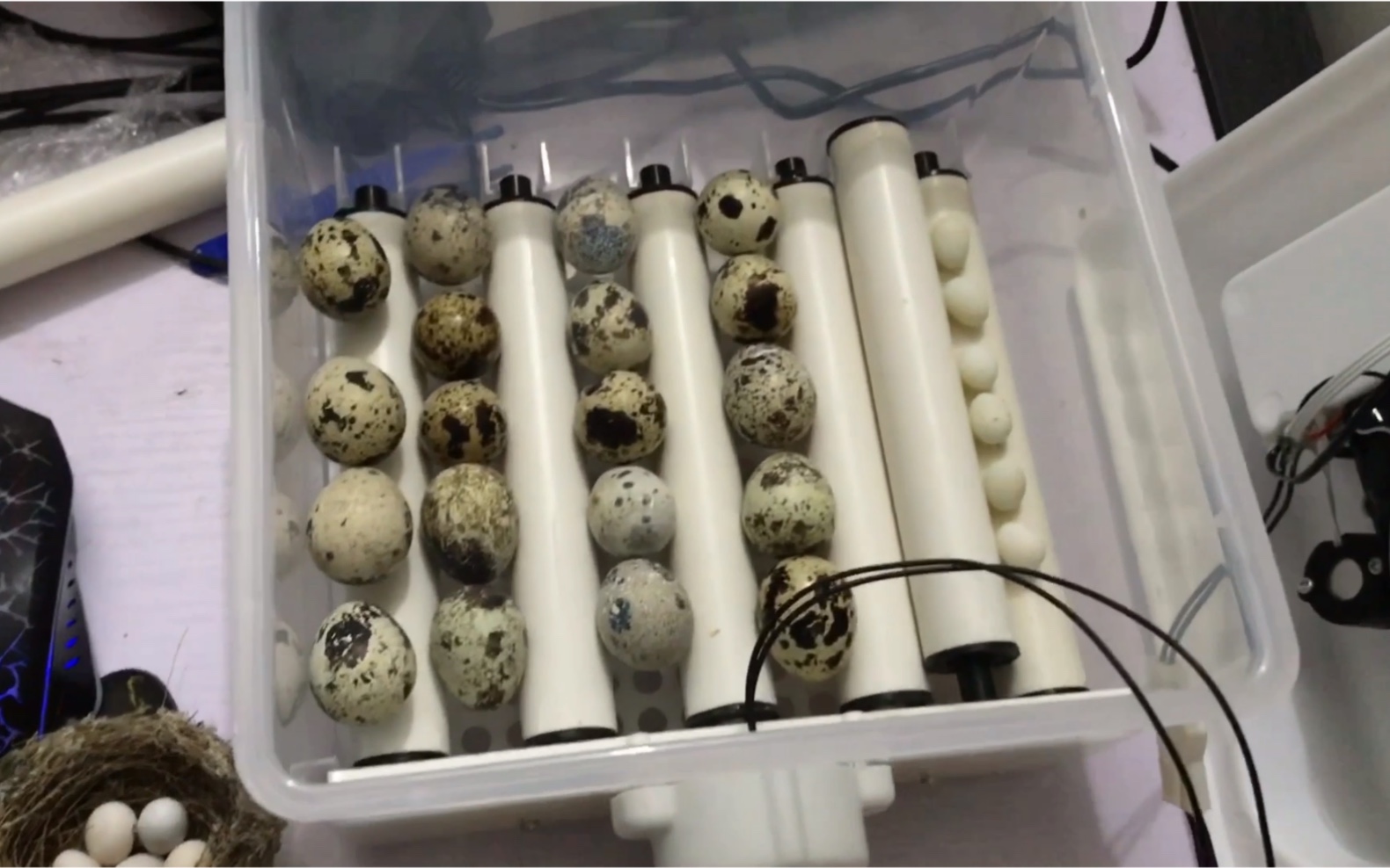 文鸟蛋混合鹌鹑蛋人工孵化希望这次能成功