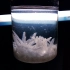 【化学实验】瓶中之冬——结晶过程