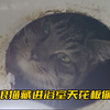 流浪猫藏进浴室天花板，每天偷窥美女洗澡，动作熟练一看就是惯犯